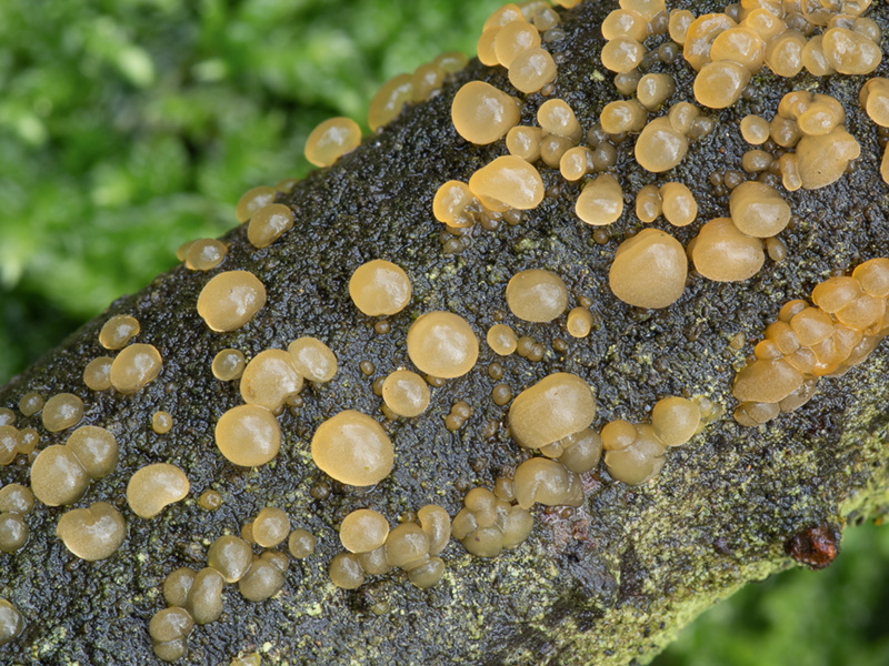 Dacrymyces minor